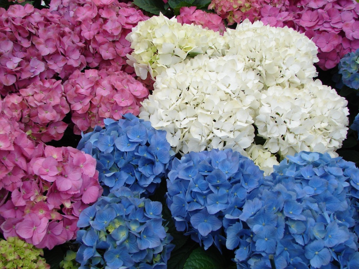 Гортензия Колумбия