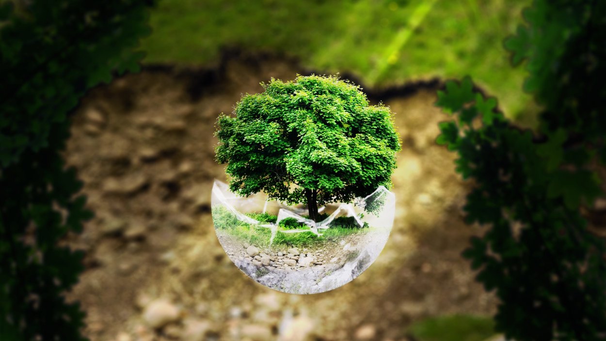 Дерево в стеклянном шаре