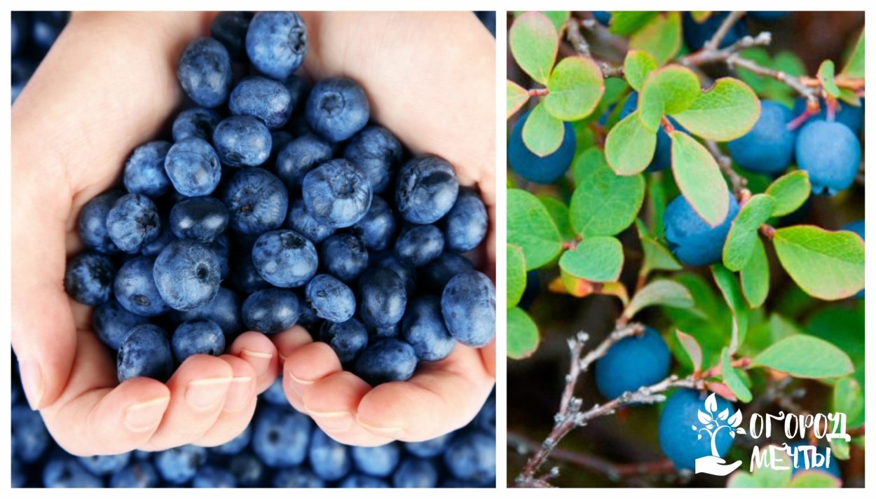 Самая крупная голубика