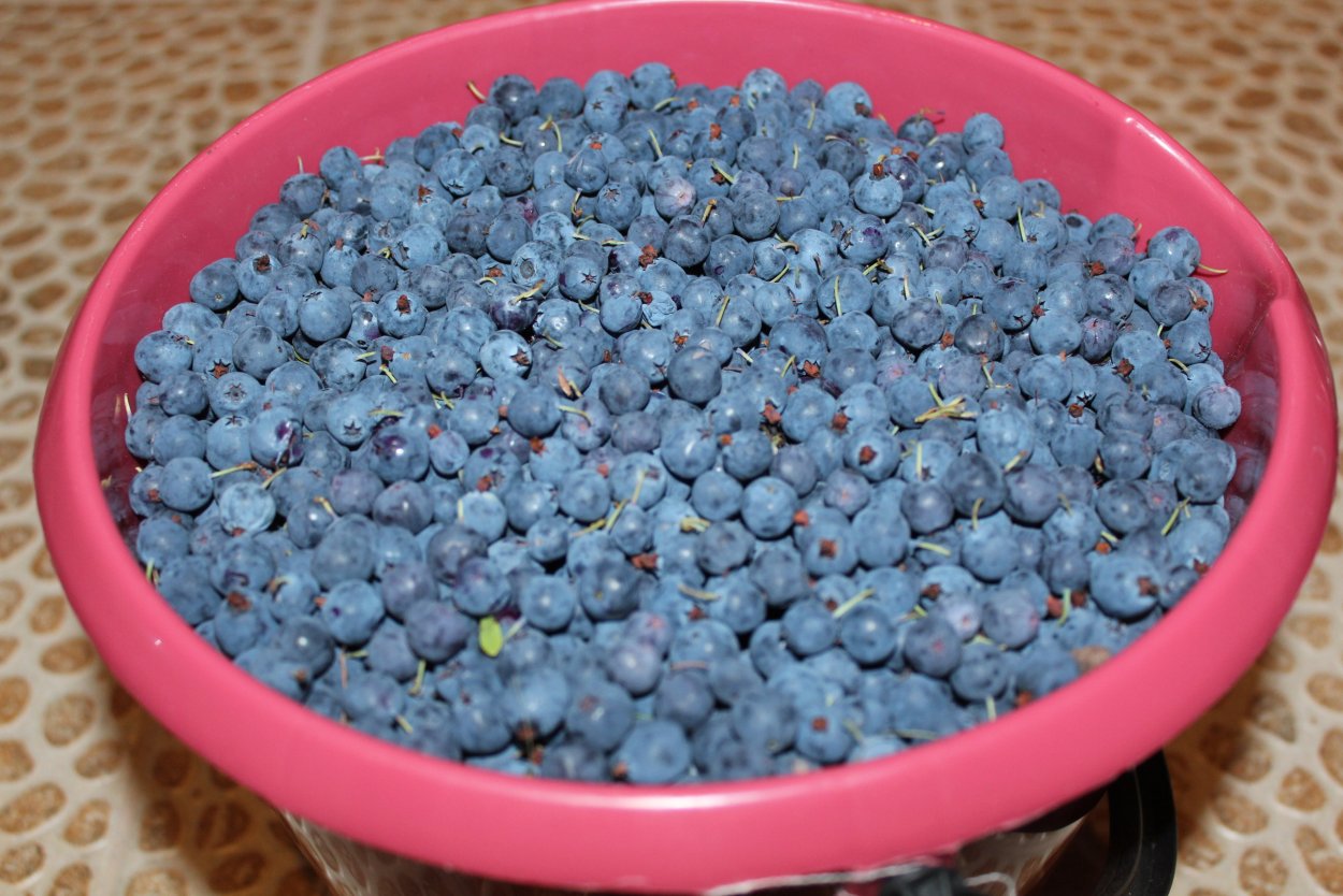 Голубика Лесная внутри