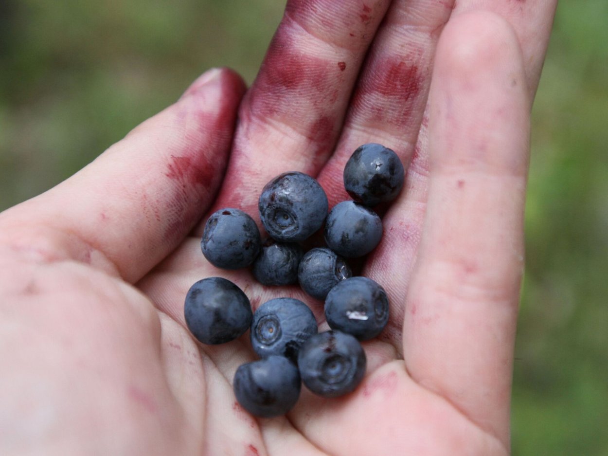 Черника и голубика