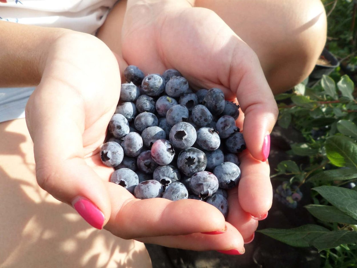 Голубика 2сзм