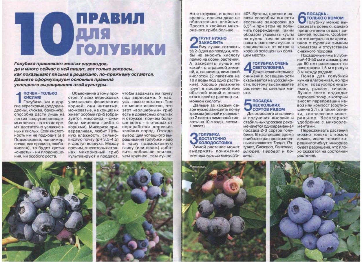 Схема посадки голубики высокорослой