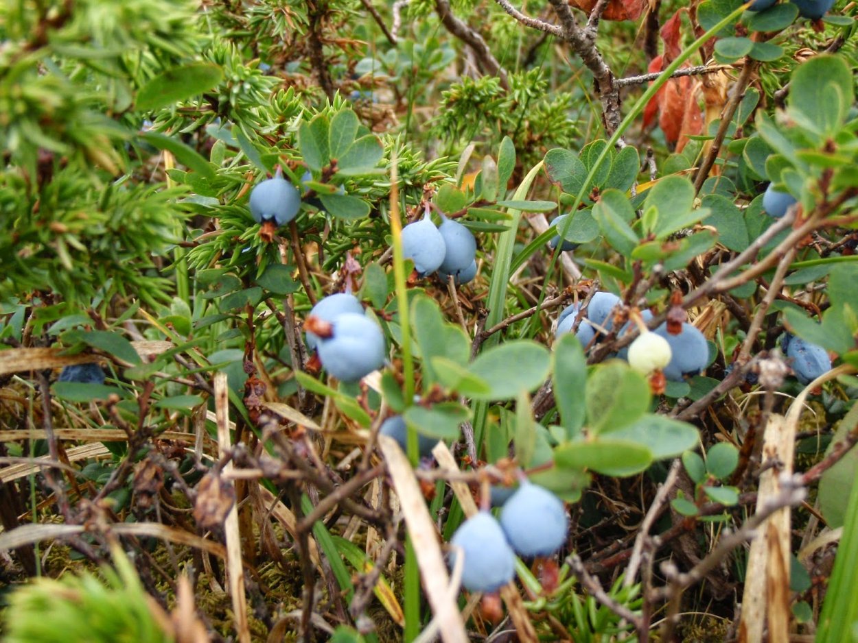 КОНОБОЙ ягода