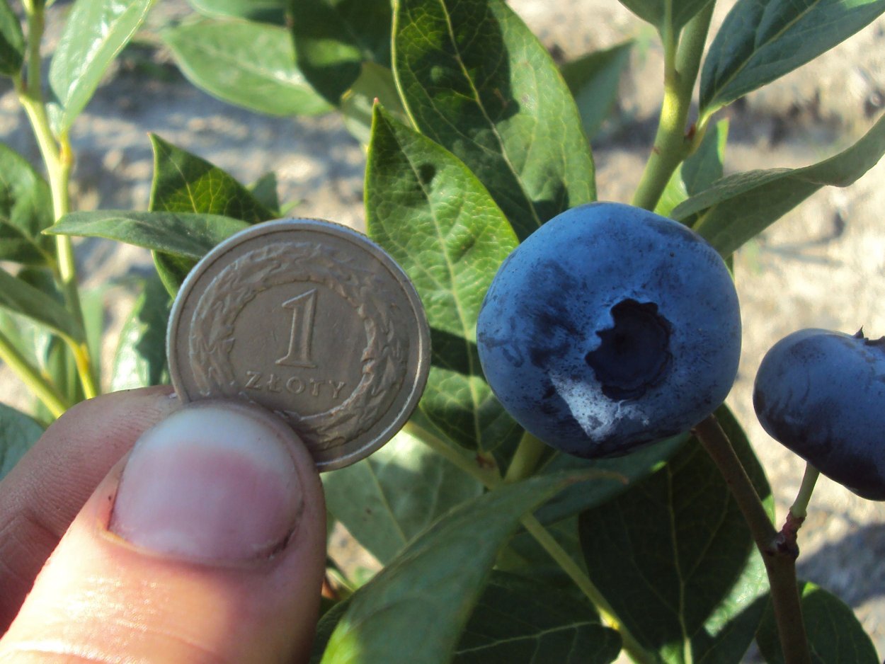 Американская черника