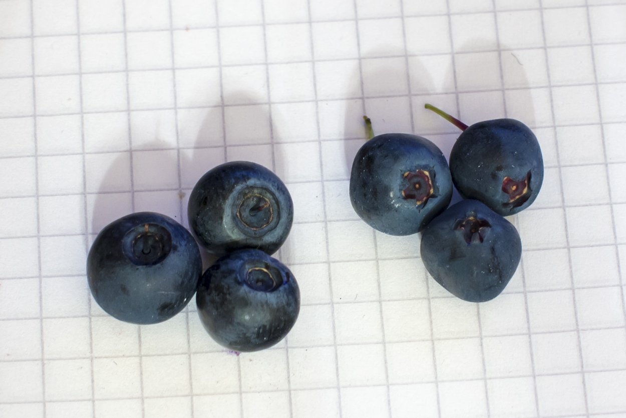 Черника и голубика и ирга