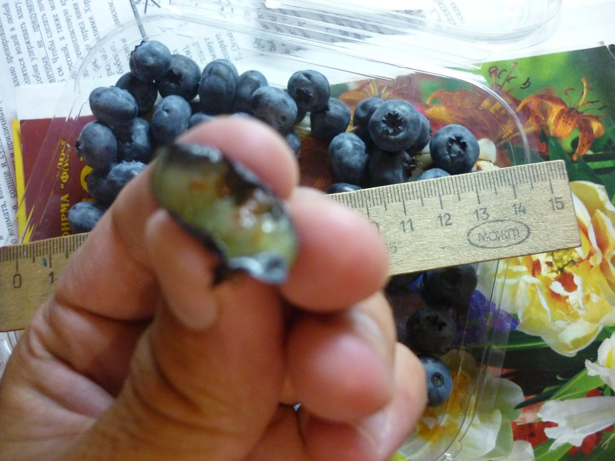 Жимолость косточки