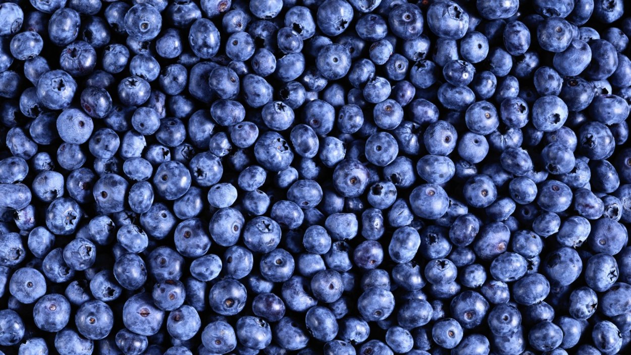 Черника в лесу