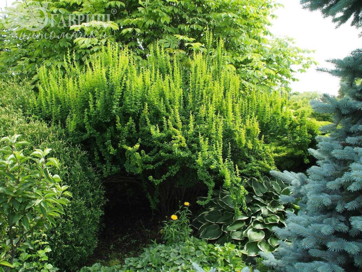 Барбарис Тунберга Эректа