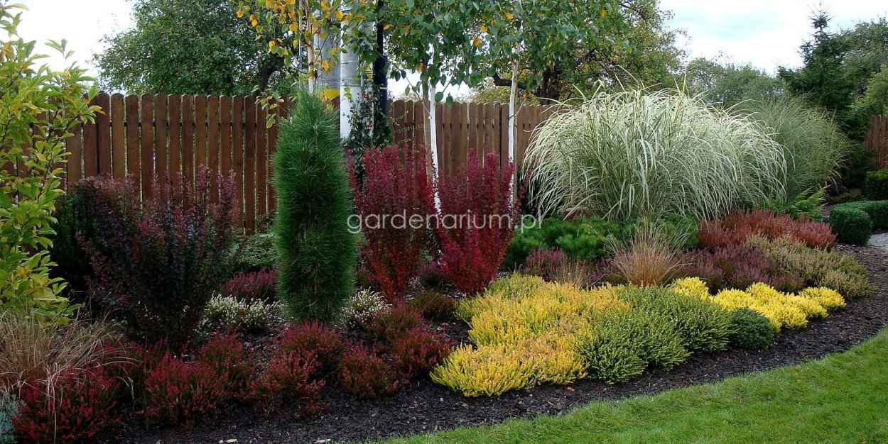 Барбарис Тунберга с туями