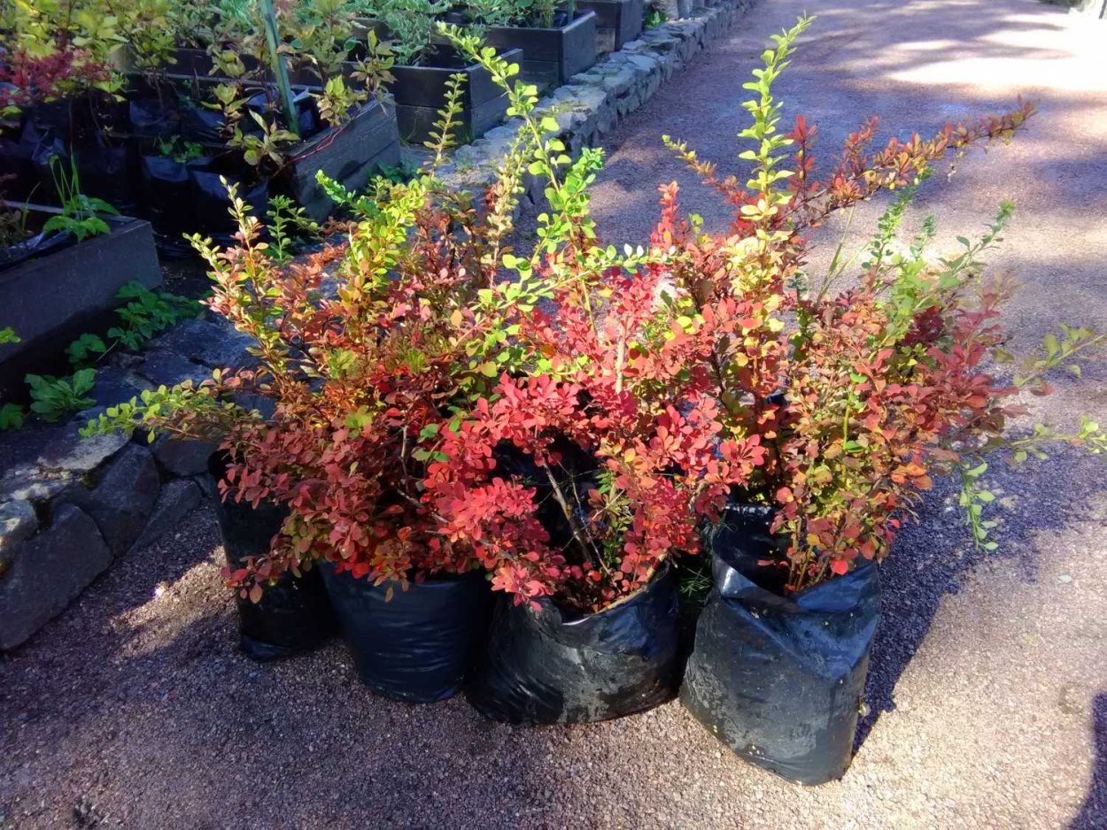 Барбарис Тунберга erecta