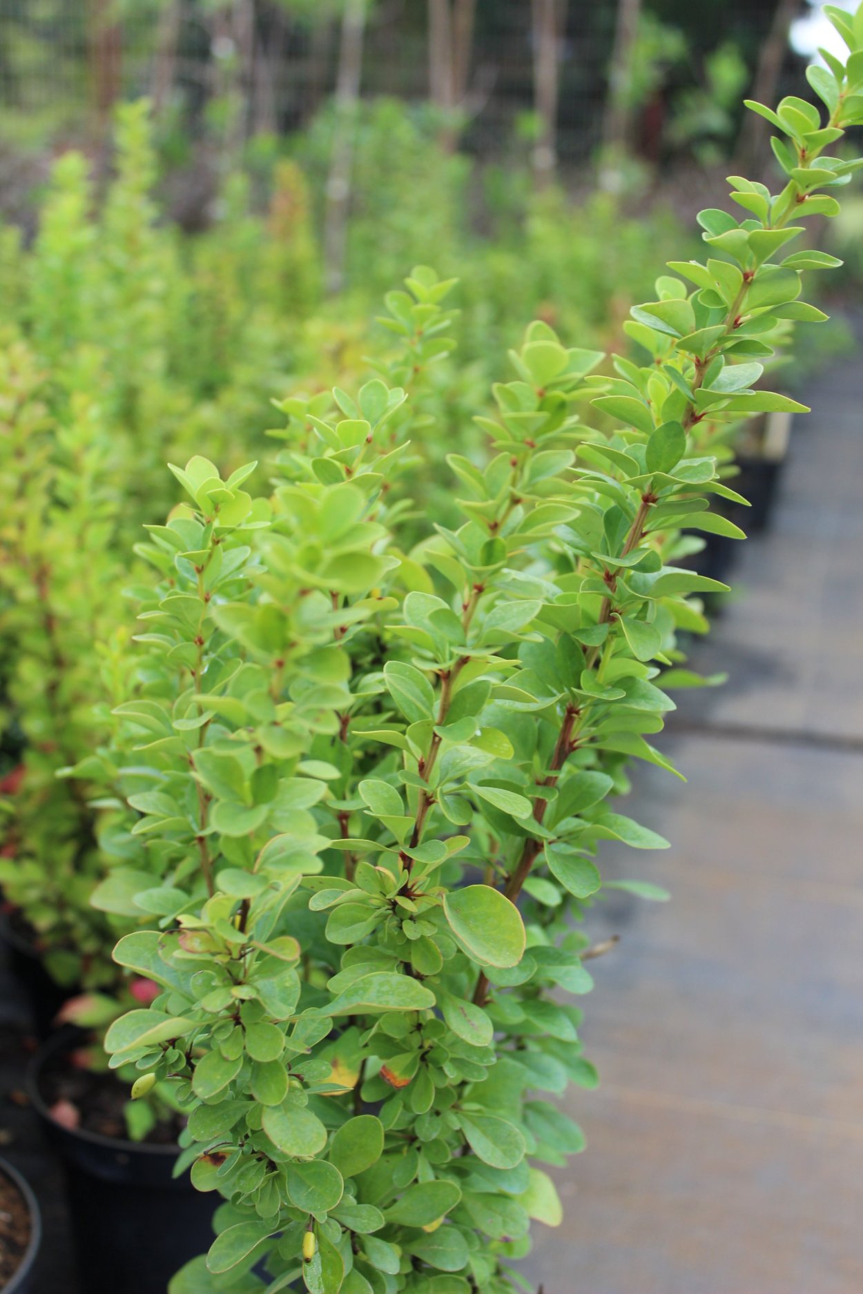 Барбарис Тунберга Эректа