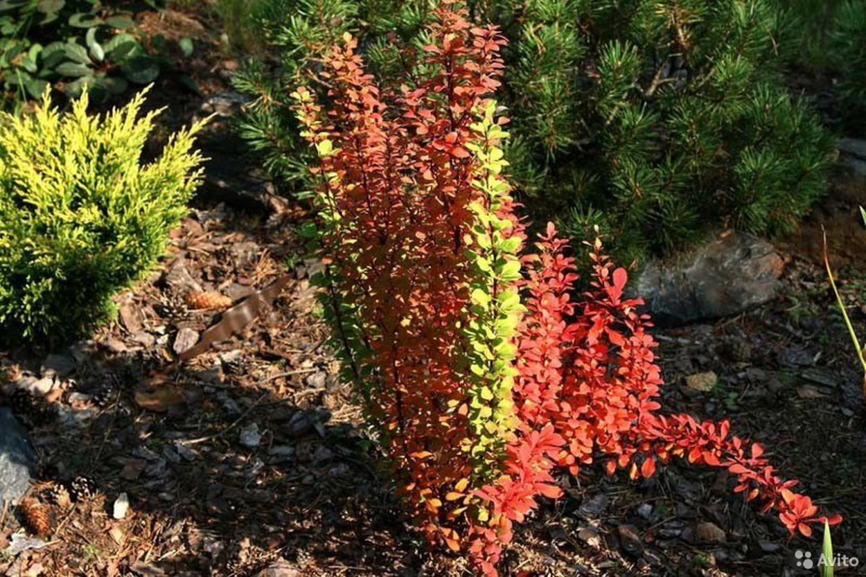 Барбарис Тунберга erecta