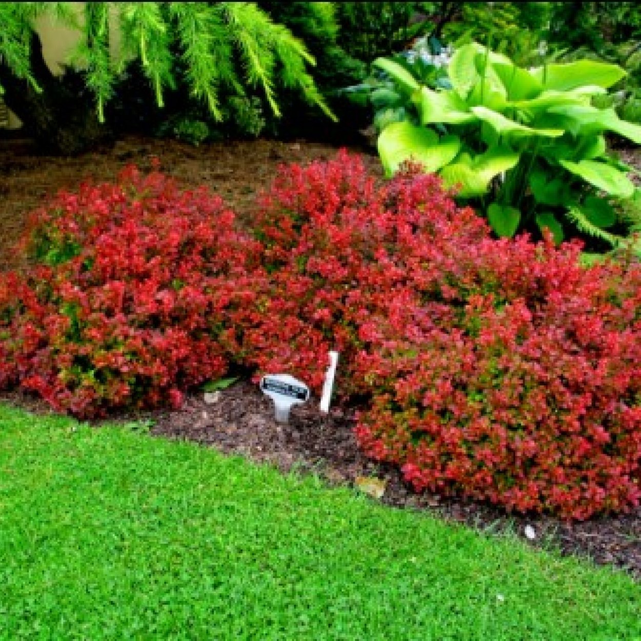 Барбарис Тунберга Адмирейшн