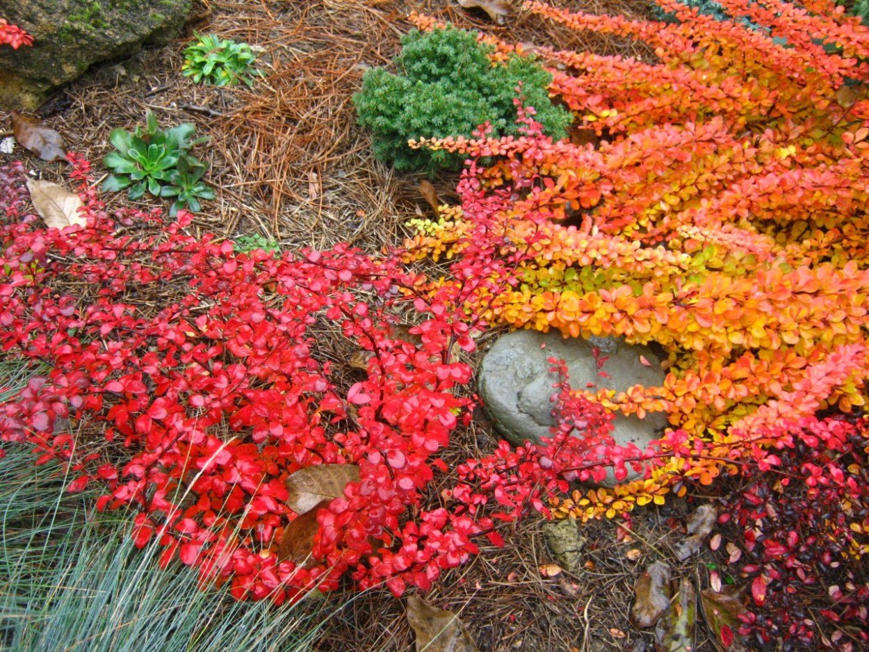 Барбарис Тунберга Smaragd