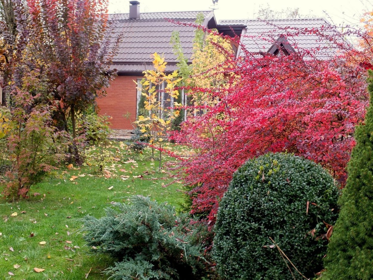 Спирея и Барбарис оттавский