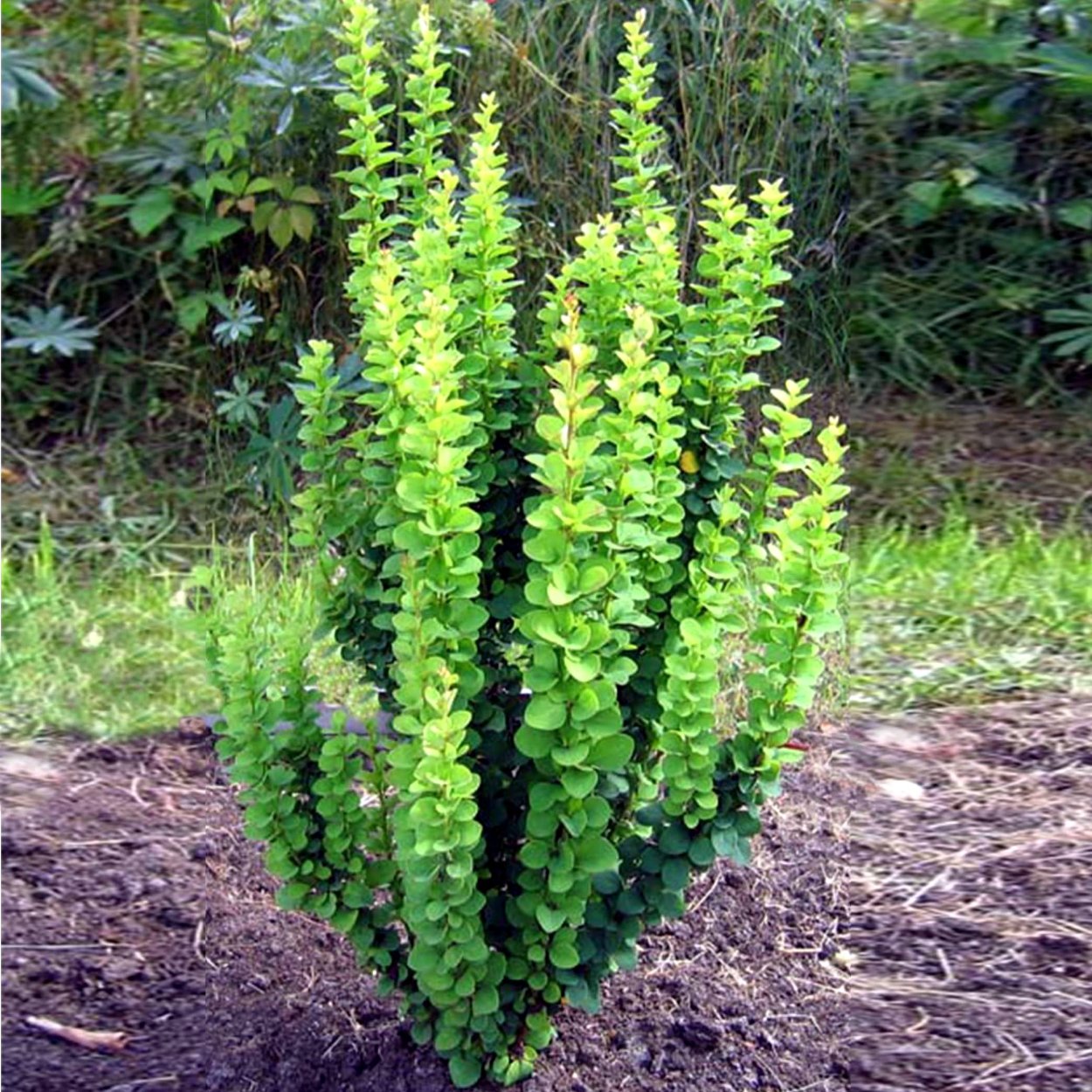 Барбарис Тунберга erecta