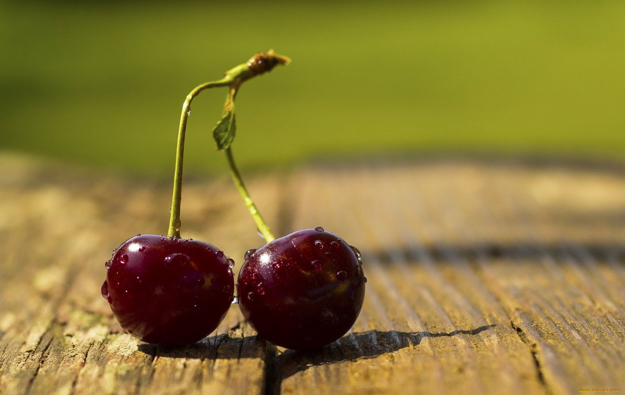 Черешня вишня Птичья