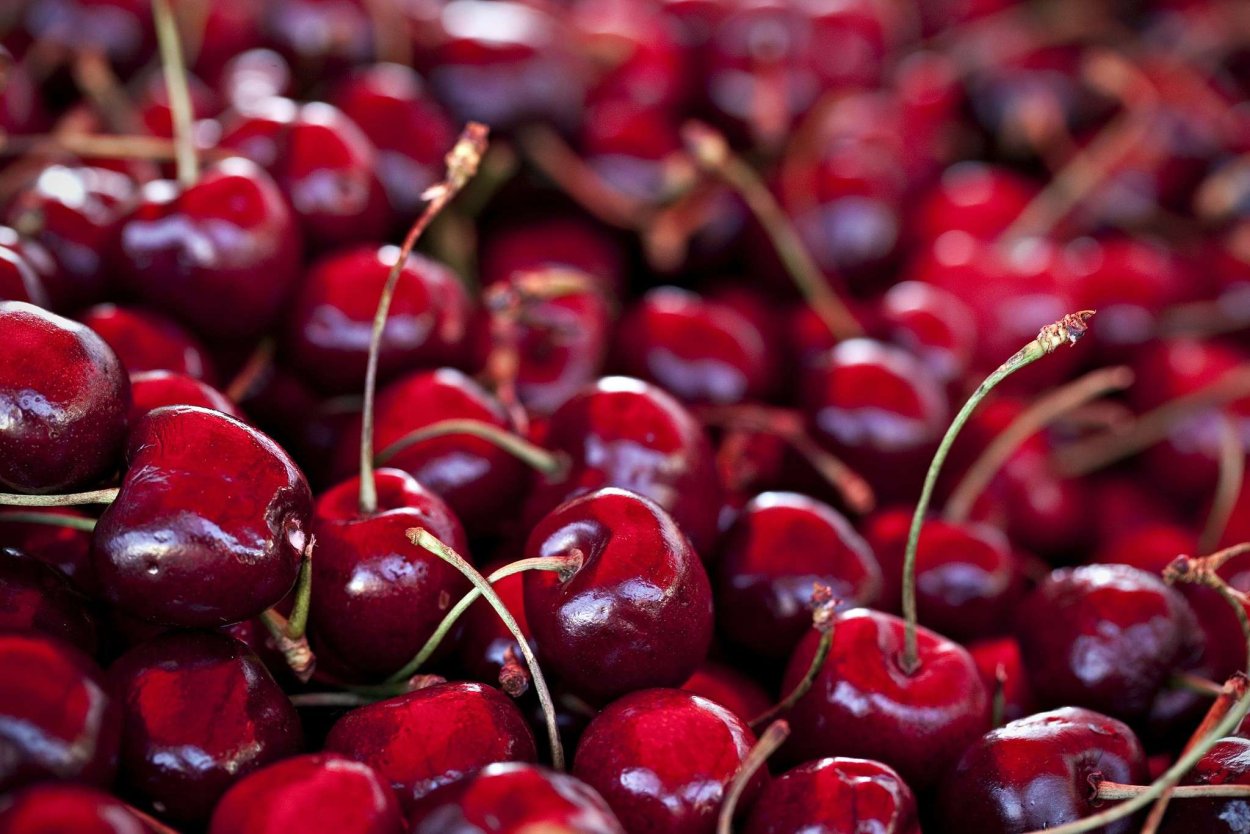 Вишня Облачинская