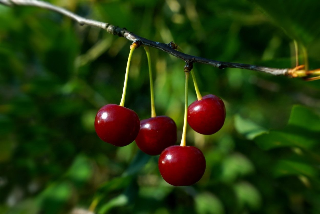 Плод вишни костянка