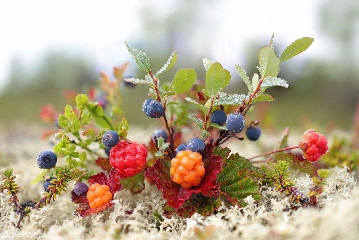 Северные ягоды фото