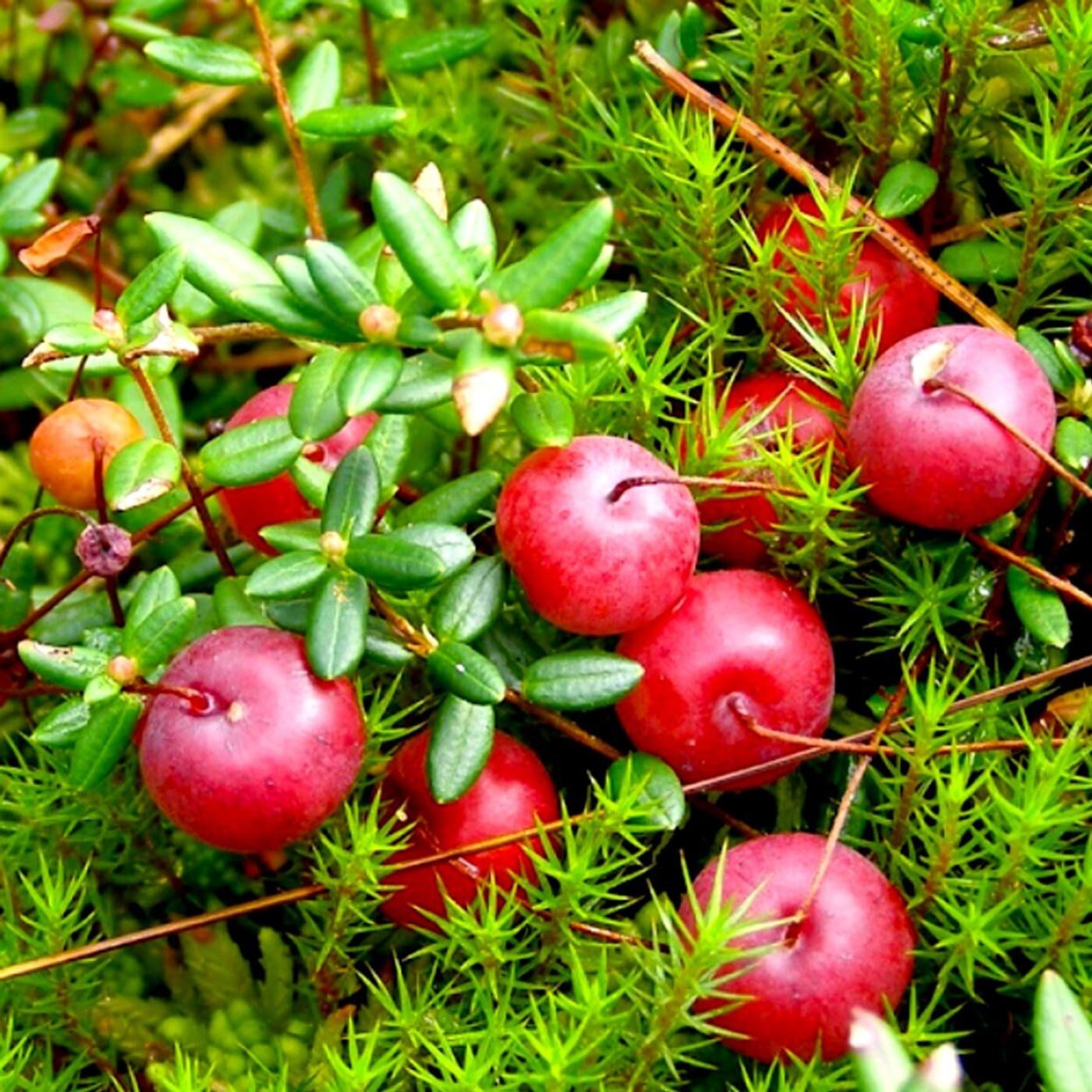 Клюква Болотная (Oxycoccus palustris)