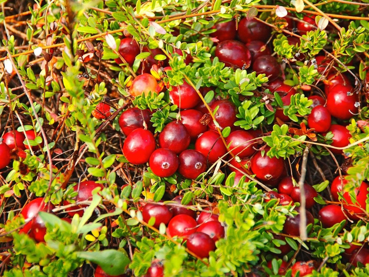 Клюква крупноплодная Франклин