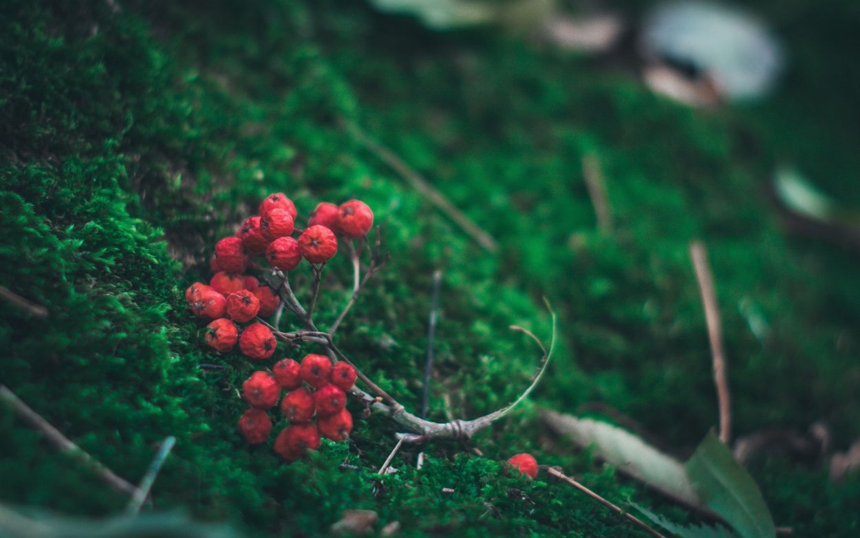 Ягоды в лесу