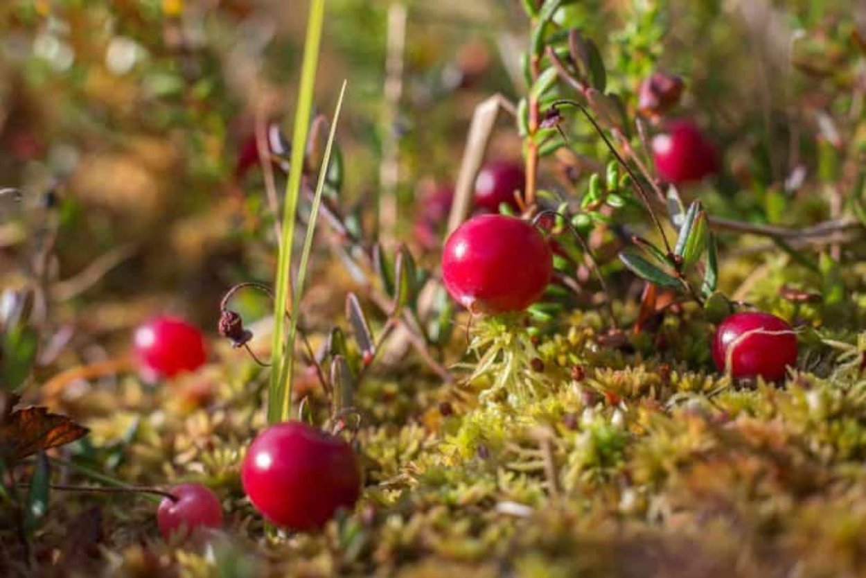 Клюква Болотная кустарник