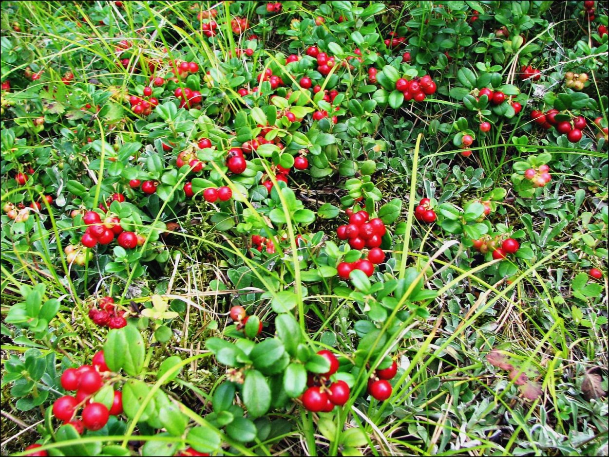 Ягоды Южного Урала