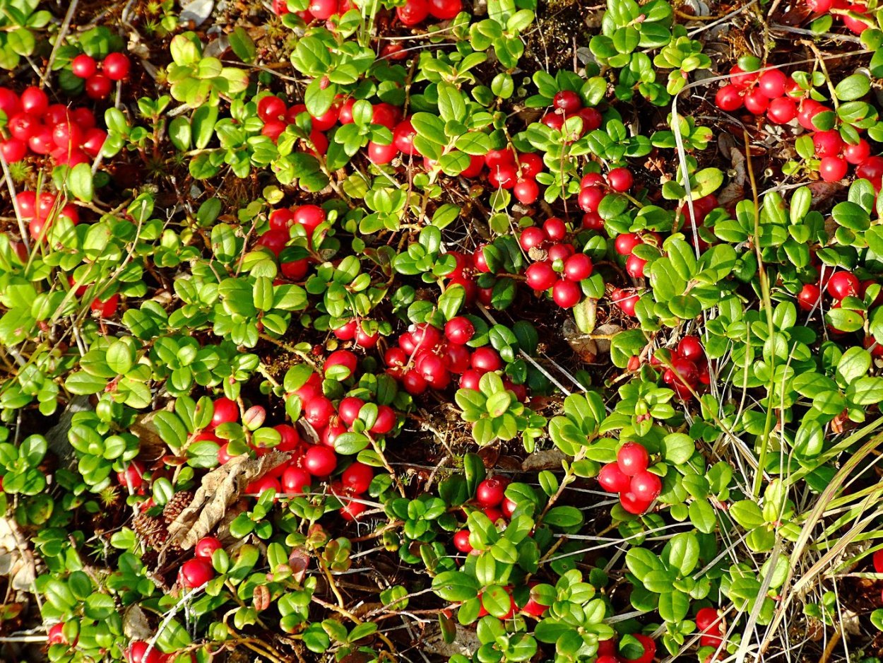 Брусника обыкновенная (Vaccinium Vitis-idaea)