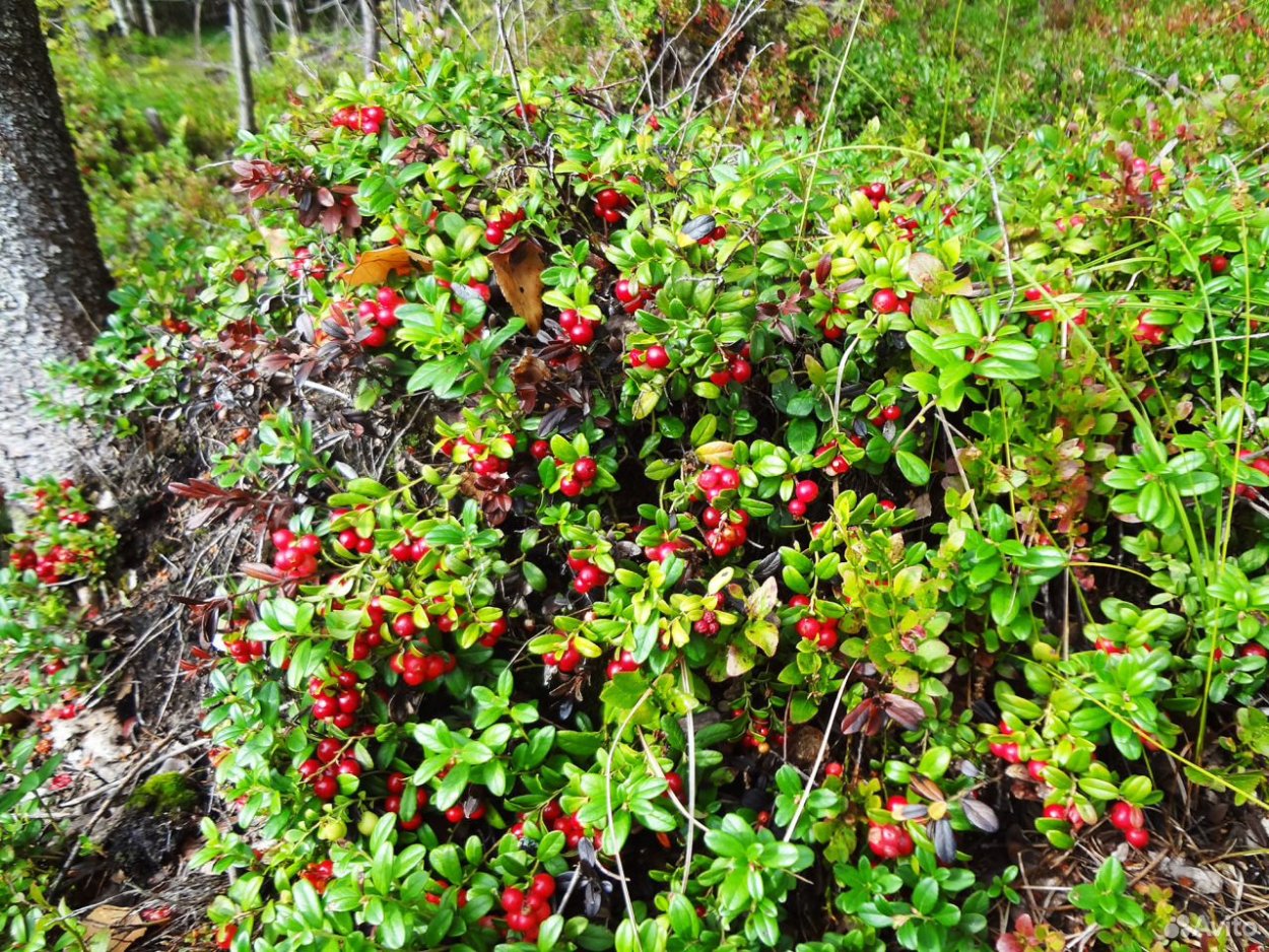 Брусника ягода