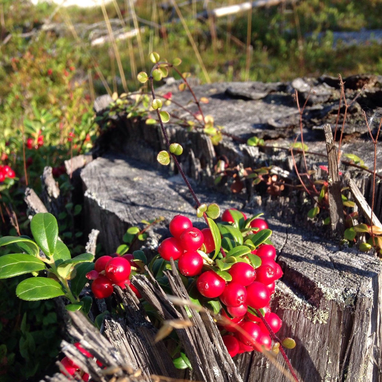 Салми Карелия природа ягоды грибы