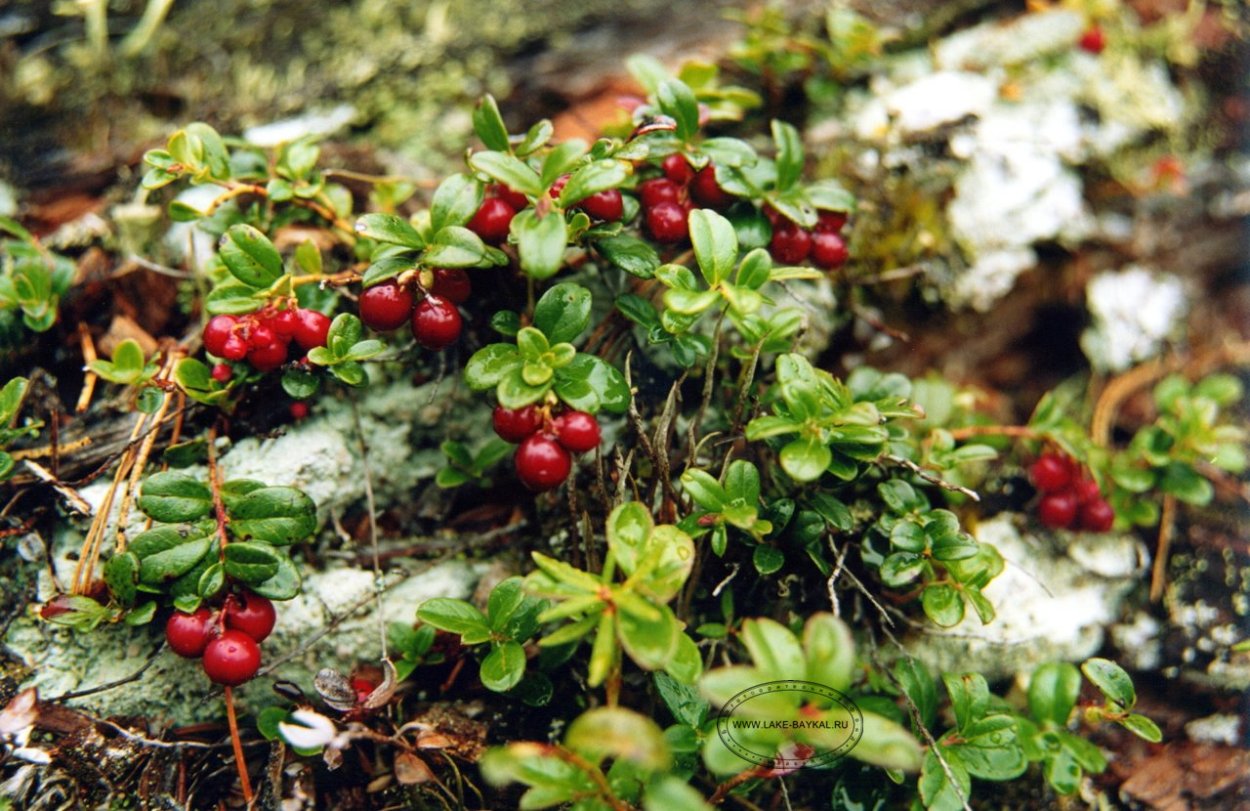 Брусника на Байкале