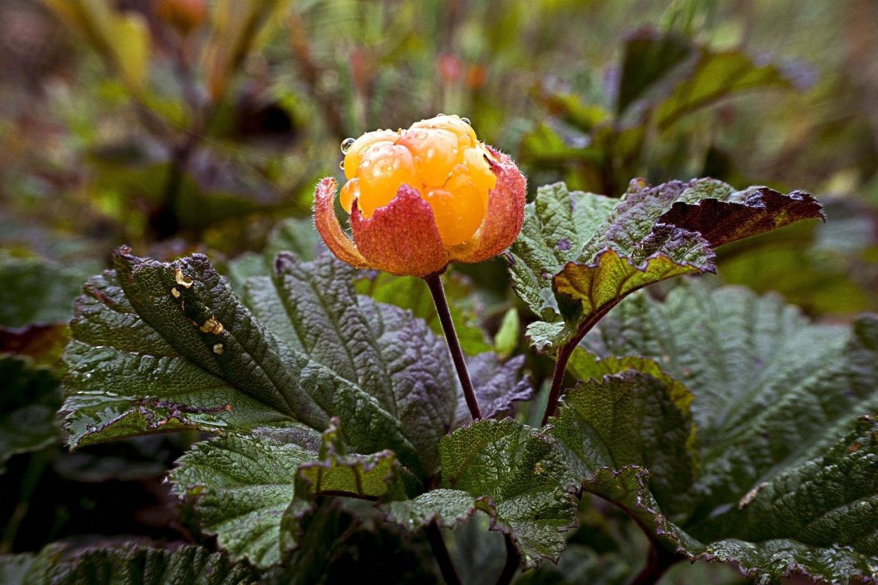 Тундровая Морошка