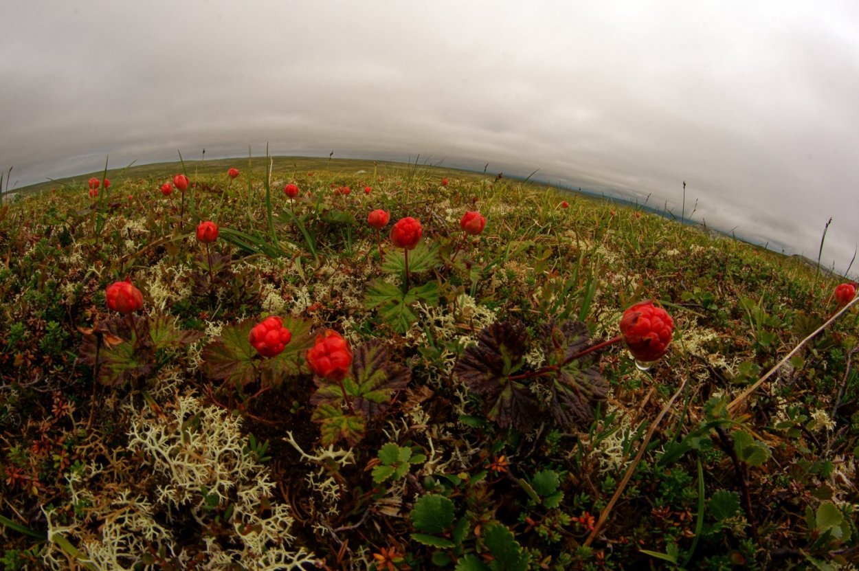 Морошка в тундре