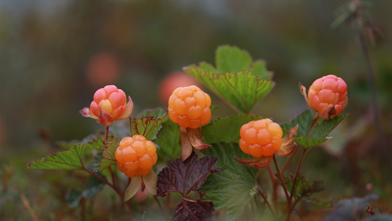 Арктическая Морошка