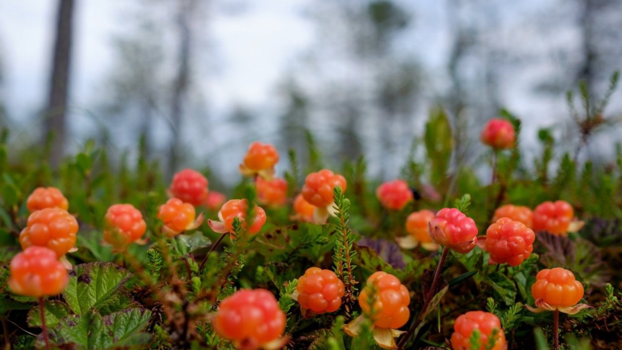 Морошка голубика брусника в тундре