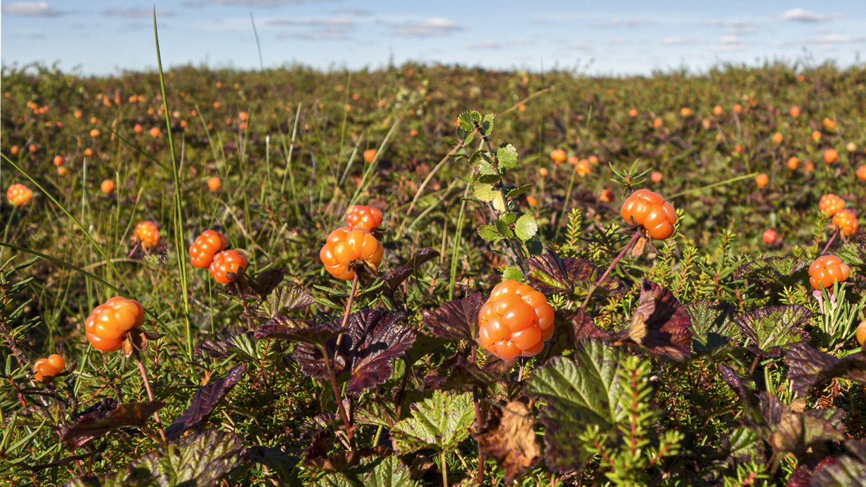 Морошка в Заполярье