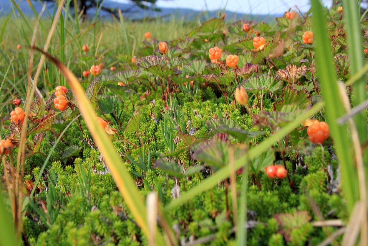 Арктическая Морошка