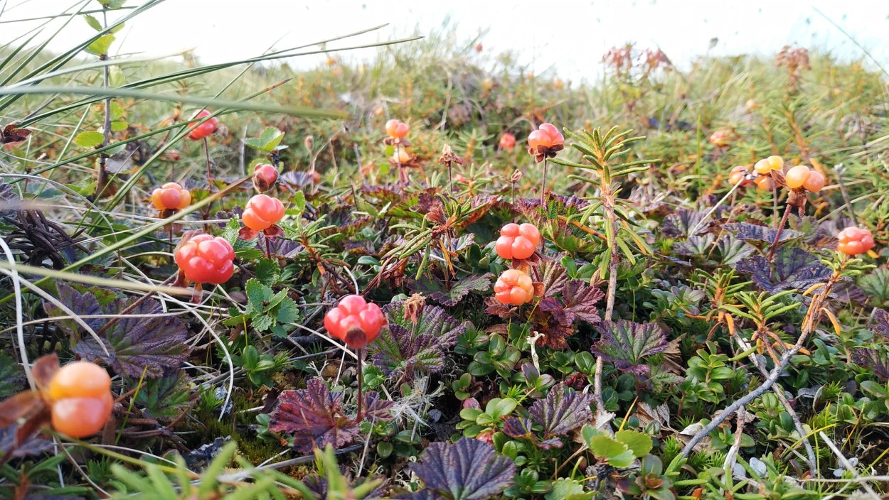 Морошка ягода в тундре