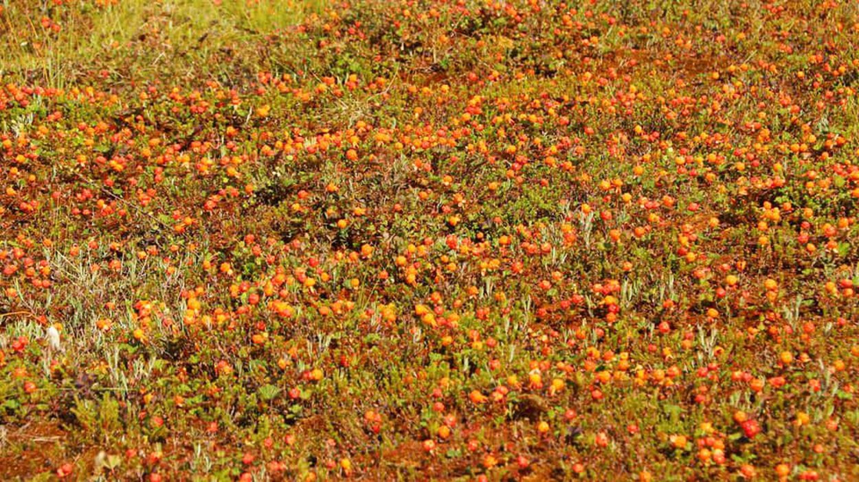 Морошка Поляна тундра