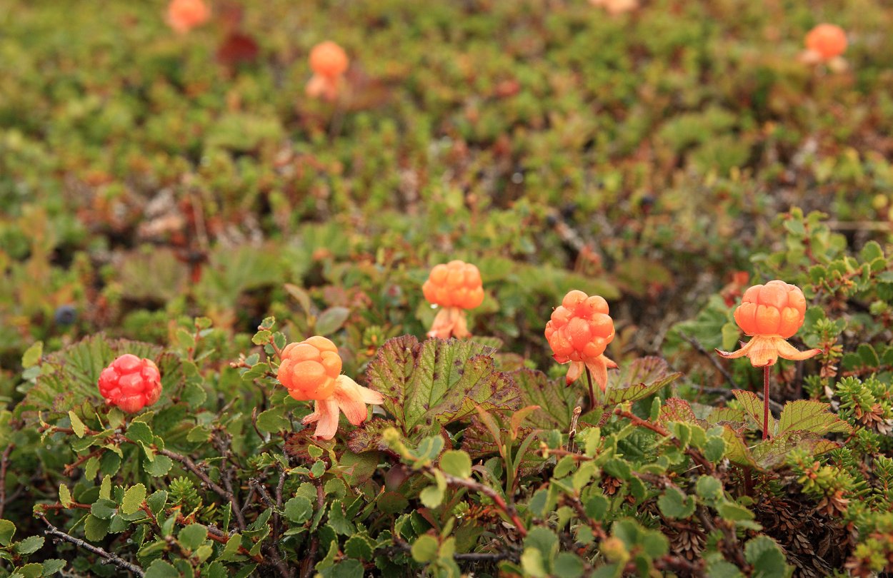Растения тундры Морошка