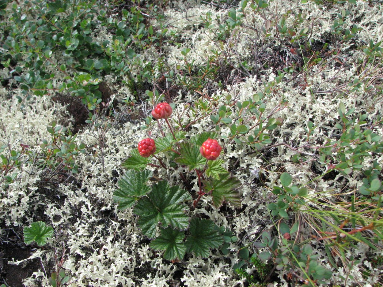 Арктическая брусника