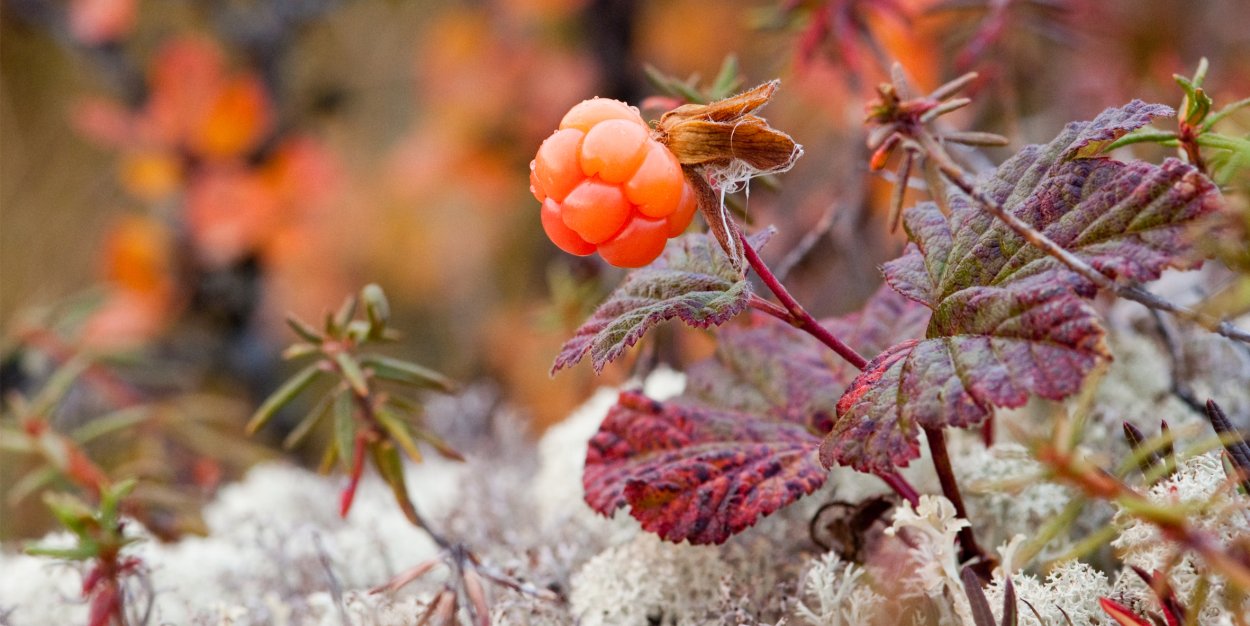 Морошка ягода в тундре