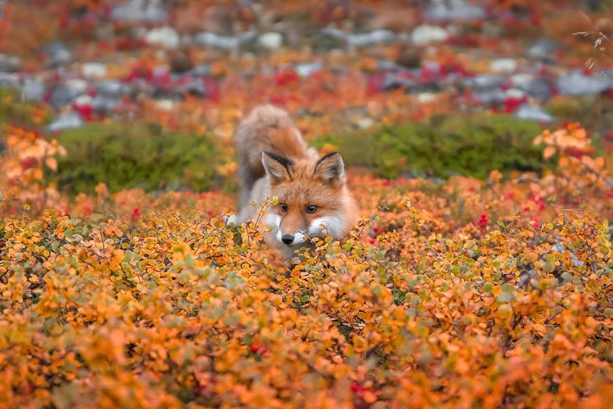 Лиса в тундре