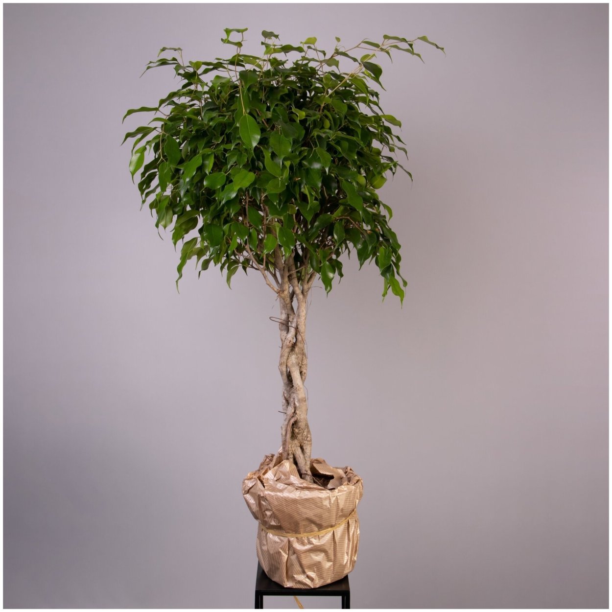 Фикус экзотика