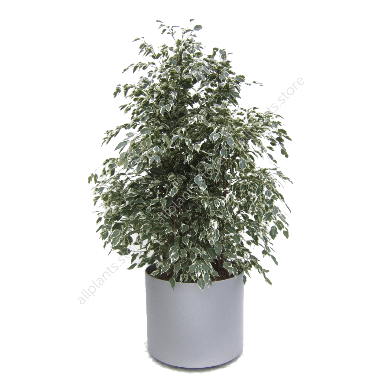 Фикус Бенджамина узколистный