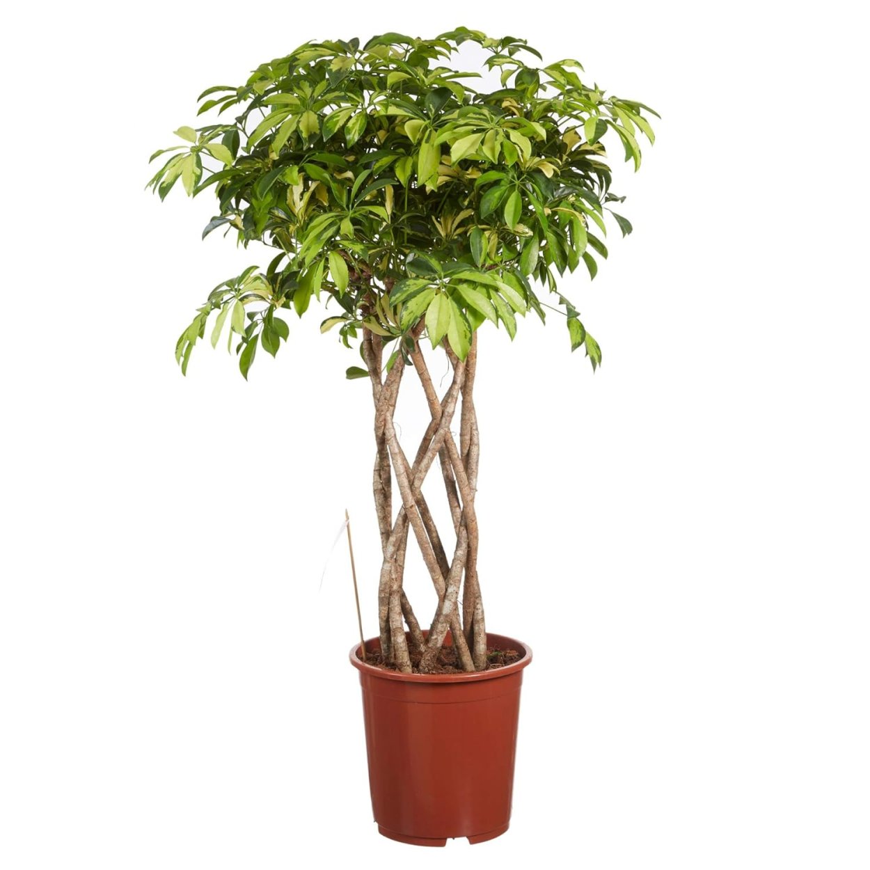 Фикус Шеффлера древовидная