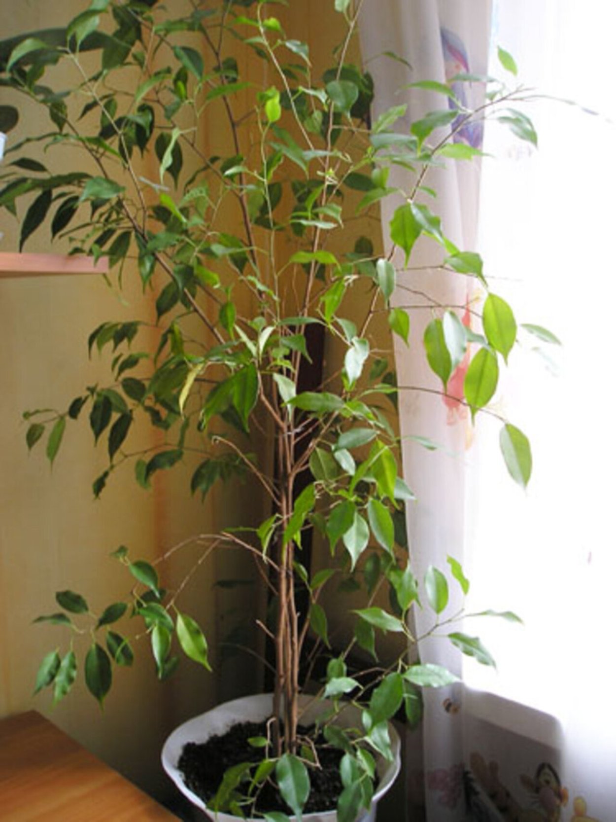 Фикус Бенджамина 3 ствола